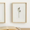 Limonium