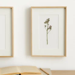 Limonium