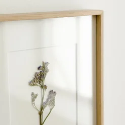 Limonium