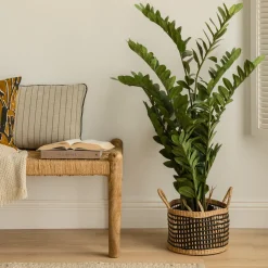 Zamioculcas