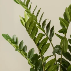 Zamioculcas
