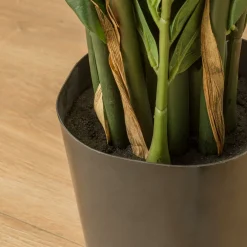 Zamioculcas